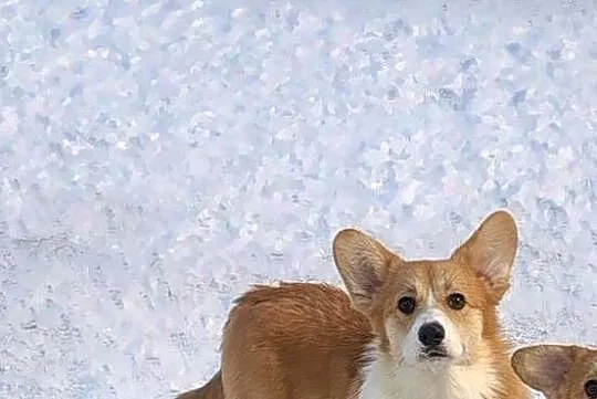 Welsh Corgi Pembroke FCI, Śląskie, Panki