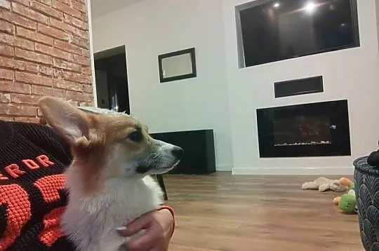 Welsh Corgi Pembroke FCI, Śląskie, Panki