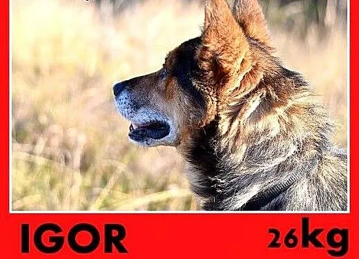 IGOR,mini owczarek,przyjazny,towarzyski pies.ADOPC