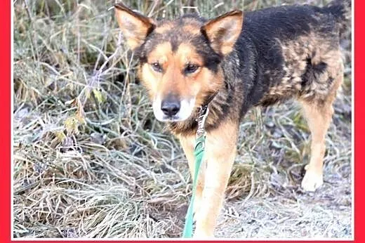 IGOR,mini owczarek,przyjazny,towarzyski pies.ADOPC