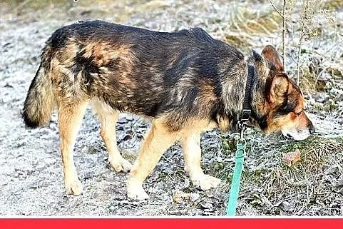 IGOR,mini owczarek,przyjazny,towarzyski pies.ADOPC