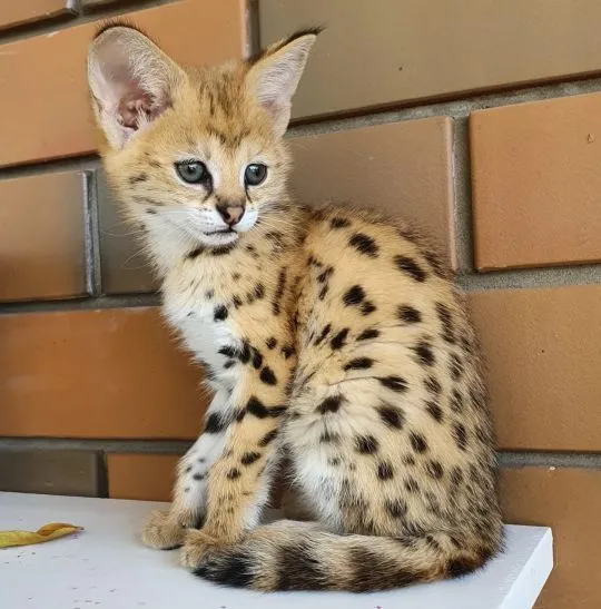 Kocięta Savannah i Serval dostępne również jako karakale, , Warszawa