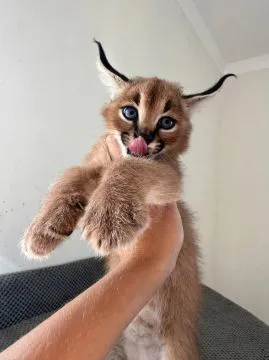 Kocięta Savannah i Serval dostępne również jako karakale, , Warszawa