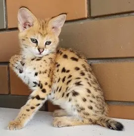 Kocięta Savannah i Serval dostępne również jako karakale