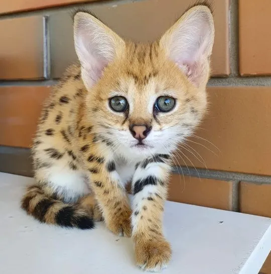 Kocięta Savannah i Serval dostępne również jako karakale, , Warszawa