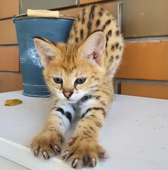 Kocięta Savannah i Serval dostępne również jako karakale, , Warszawa