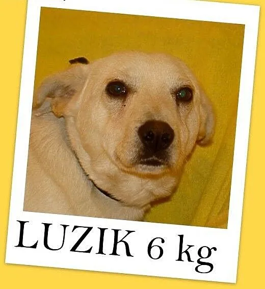 6 kg,spokojny,łagodny,przyjazny piesek LUZIK.Adopc