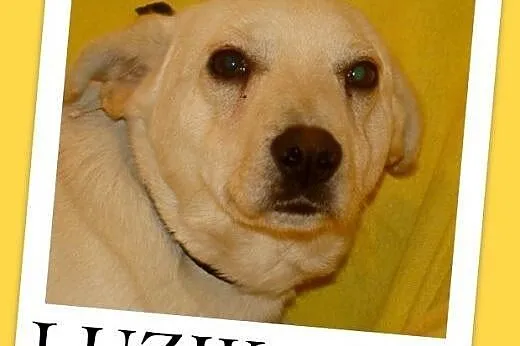 6 kg,spokojny,łagodny,przyjazny piesek LUZIK.Adopc