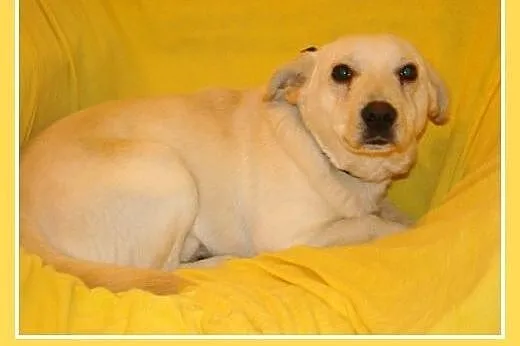 6 kg,spokojny,łagodny,przyjazny piesek LUZIK.Adopc