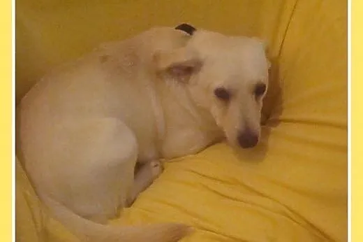 6 kg,spokojny,łagodny,przyjazny piesek LUZIK.Adopc