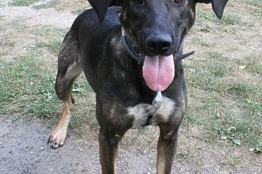 SONIA - 2,5 roczna sunia już tak długo szuka domu, adoptuj!,  mazowieckie Warszawa