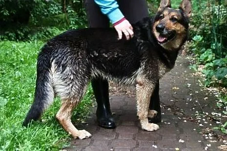 Cudowna Kira gotowa do pilnowania swojego domu!,  