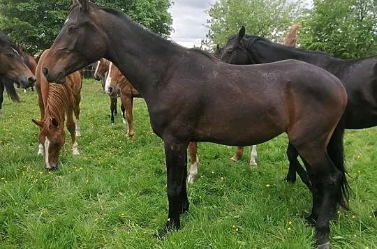 Sprzedam dwulatka