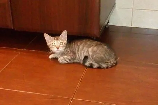 Mały kotek Cezar szuka domu