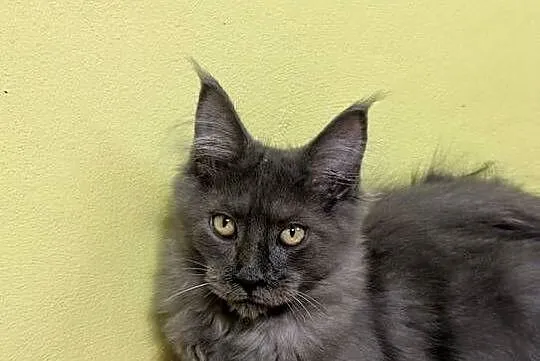 Ivett kocurek niebieski dymny Maine Coon Zapraszamy, Śląskie, Pszczyna
