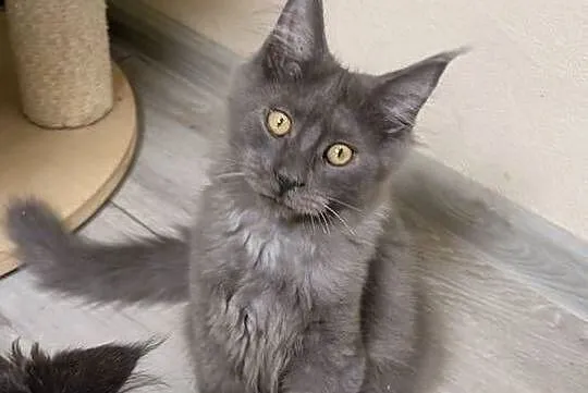 Ivett kocurek niebieski dymny Maine Coon Zapraszamy, Śląskie, Pszczyna