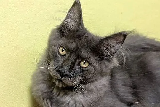 Ivett kocurek niebieski dymny Maine Coon Zapraszamy, Śląskie, Pszczyna