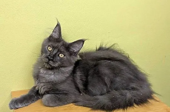 Ivett kocurek niebieski dymny Maine Coon Zapraszamy, Śląskie, Pszczyna