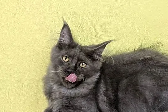 Ivett kocurek niebieski dymny Maine Coon Zapraszamy, Śląskie, Pszczyna