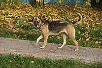 Domowa, bezproblemowa BLANKA szuka domu,  mazowiec