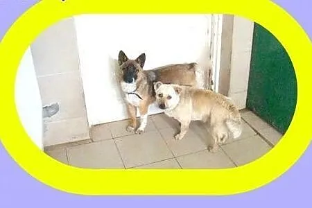 8kg,średnio aktywny, lubi towarzystwo innych psów,