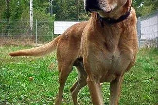 Osro, przyjaciel człowieka w typie DOGA szuka domu