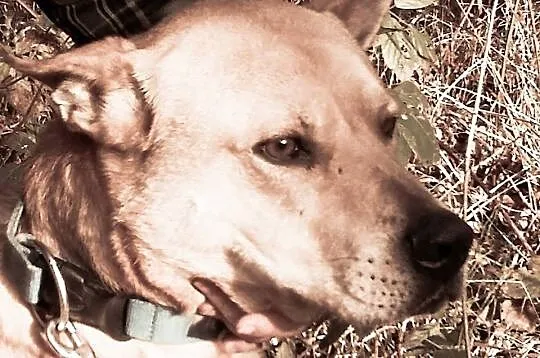 Osro, przyjaciel człowieka w typie DOGA szuka domu