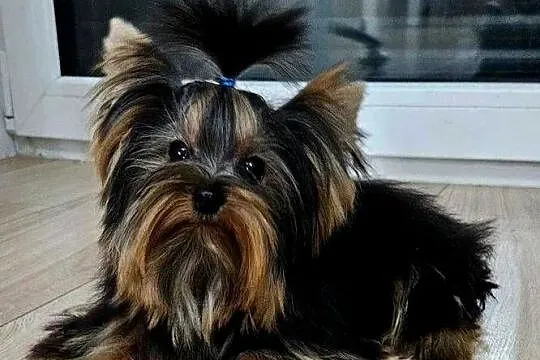 Do Odbioru - bardzo maleńki - 1,2 kg - 7 Miesięcy, Wielkopolskie, Ostrów Wielkopolski