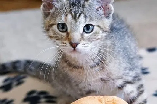 Muffinka. Fundacja Stawiamy Na Łapy,  małopolskie 