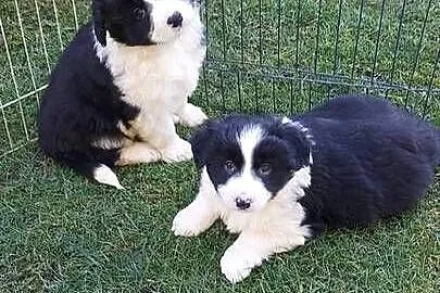 Border collie szczeniak!, Małopolskie, Tarnów