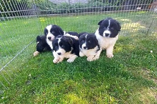 Border collie szczeniak!, Małopolskie, Tarnów