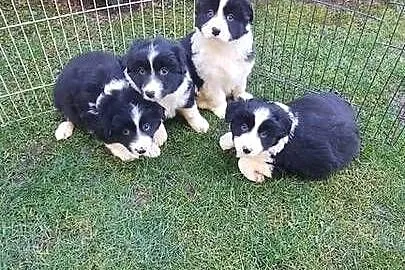 Border collie szczeniak!, Małopolskie, Tarnów