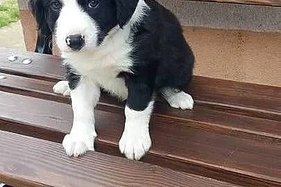Border collie szczeniak!, Małopolskie, Tarnów