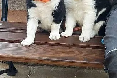 Border collie szczeniak!, Małopolskie, Tarnów