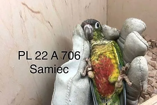 Papugi Rudosterki, Śląskie, Truskolasy