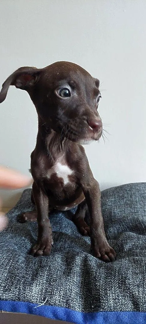 Szeniaki amerykański pitbbull terrier, Kujawsko-pomorskie, Barcin