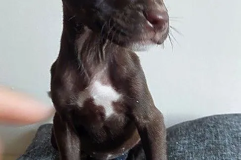 Szeniaki amerykański pitbbull terrier, Kujawsko-pomorskie, Barcin