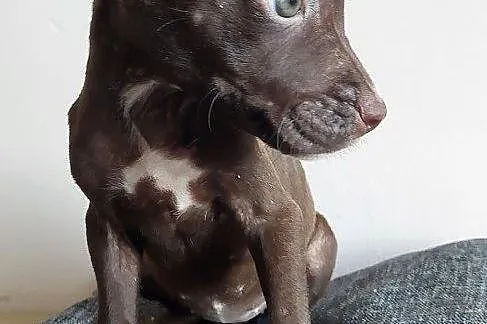 Szeniaki amerykański pitbbull terrier, Kujawsko-pomorskie, Barcin