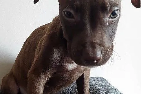 Szeniaki amerykański pitbbull terrier, Kujawsko-pomorskie, Barcin