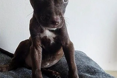 Szeniaki amerykański pitbbull terrier, Kujawsko-pomorskie, Barcin