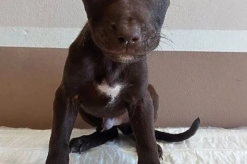 Szeniaki amerykański pitbbull terrier, Kujawsko-pomorskie, Barcin