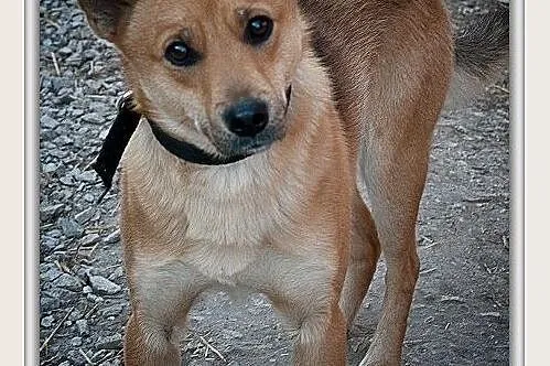Młody 2 lata, średni,spokojny,grzeczny,zaszczepiony psiak BAGI.Adopcja.