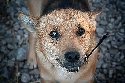 Młody 2 lata, średni,spokojny,grzeczny,zaszczepiony psiak BAGI.Adopcja., Łódzkie, Łódź