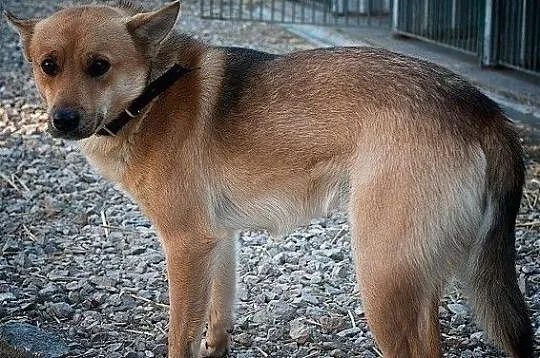 Młody 2 lata, średni,spokojny,grzeczny,zaszczepiony psiak BAGI.Adopcja., Łódzkie, Łódź