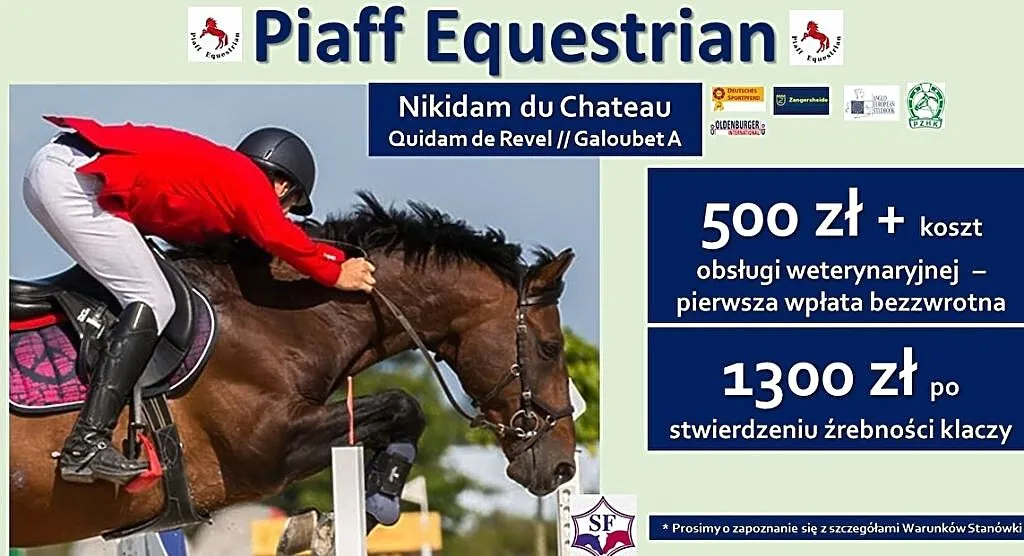 STANÓWKA 2021 PIAFF EQUESTRIAN - OGIER SELLE FRANCAIS, NIKIDAM DU CHATEAU - BRAT FENOMENALNEGO ITOT DU CHATEAU, , Reńska