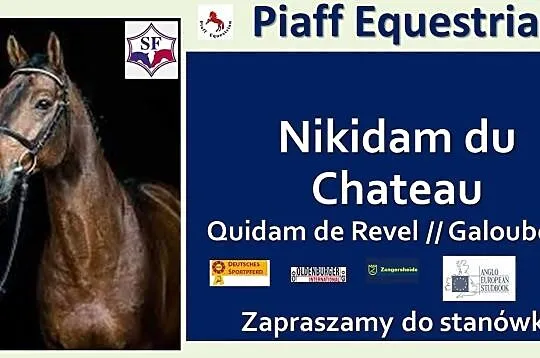 STANÓWKA 2021 PIAFF EQUESTRIAN - OGIER SELLE FRANCAIS, NIKIDAM DU CHATEAU - BRAT FENOMENALNEGO ITOT DU CHATEAU, , Reńska