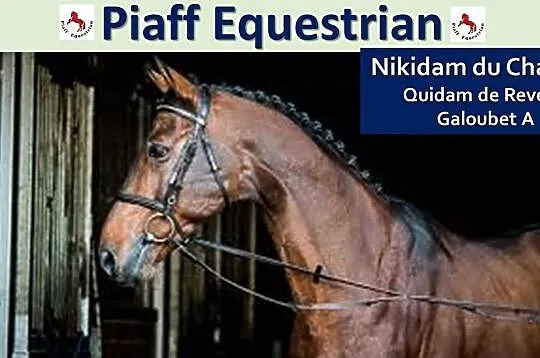 STANÓWKA 2021 PIAFF EQUESTRIAN - OGIER SELLE FRANCAIS, NIKIDAM DU CHATEAU - BRAT FENOMENALNEGO ITOT DU CHATEAU, , Reńska