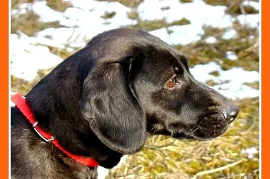 Przesympatyczna średnia 10kg sunia BIGI,wesoła,łagodna,tulaśna_Adopcja