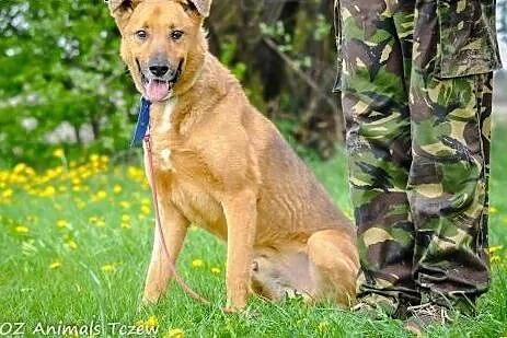 OTOZ Animals - Magik - duży kochany psiak pilnie p
