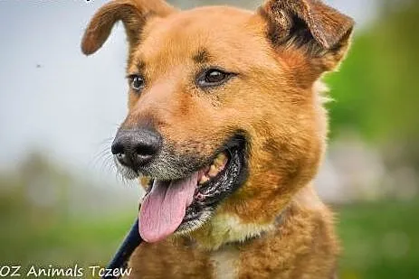OTOZ Animals - Magik - duży kochany psiak pilnie p